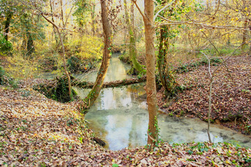 View of the "Bosco dei Fontanassi" in Piombino dese on the springs of the Sile river, province of Padua, Italy