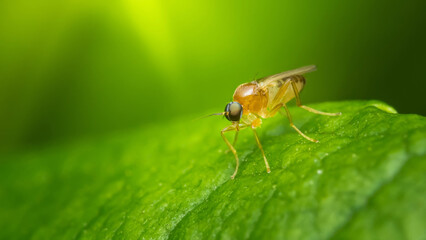 Tiny fly perched on vibrant green leaf in lush natural setting