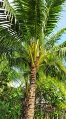 Fototapeta premium Low angle view of tropical coconut tree in blue sky cloud in Mekong Delta Vietnam.