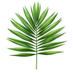 Fototapeta premium Lush Green Palm Leaf Isolated on White Background for Design Use