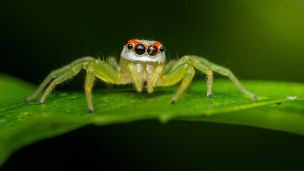Jumping spider standing on a green leaf