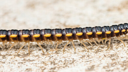 Yellow-spotted millipede crawling on a concrete surface