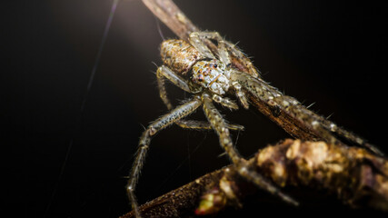 Spider crawling on branch at night showing its eight legs