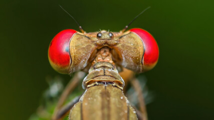 Damselfly showing its big red eyes in extreme close-up