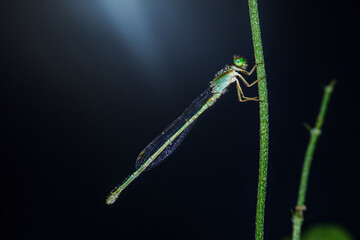 Emerald damselfly perching on green stem against dark background