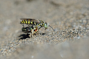 Yellow wasps are flying while carrying flies to prey on