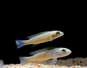Lepidiolamprologus cunningtoni