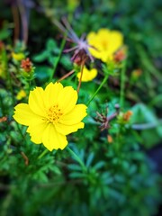 Beautiful yellow flower