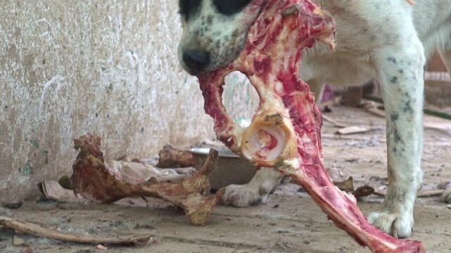 Giant aggressive dog chewing bone. Kangal big dangerous dog eating. Security guardian pet. Close up on portrait of dog bloody mouth. Angry dog eating meat.