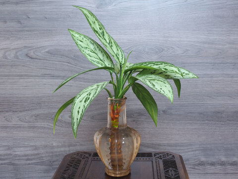 Anzucht eines Kolbenfadens in einer Vase mit Wasser	
