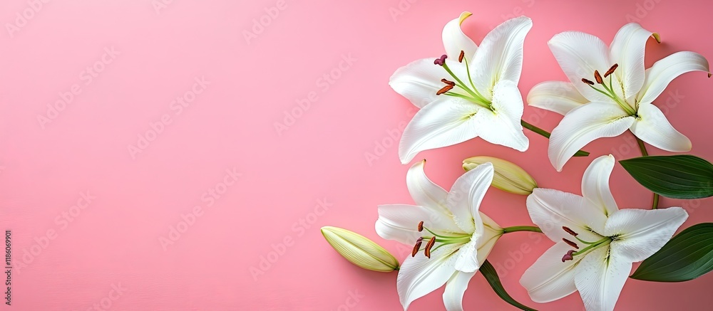 Aufkleber lovely white lily flowers on a pink background arranged flat room for text. with copy space image. p