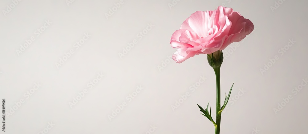 Fototapete a single pink carnation stands upright against a white background. with copy space image. place for 
