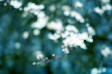 Abstract Blur of White Blossoms Against Blue-Green Background