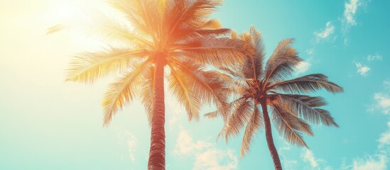 Obraz premium Tropical palm tree with sunlight against a sky backdrop Concept of summer vacation and nature travel Vintage tone filter color style. with copy space image. Place for adding text or design