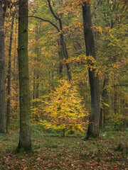 Fototapeta premium shining beech - leuchtende Buche