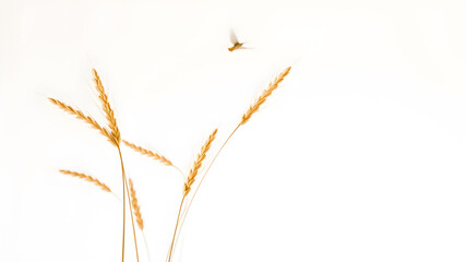 Obraz premium Flying grains wheat on white background. Generative AI