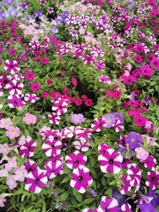 petuina flowers texture