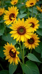 dense bouquet of sunflowers among leafy greens, blooms, nature, garden