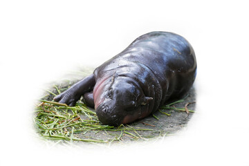 baby Pygmy Hippopotamus isolated on white background. This has clipping path.