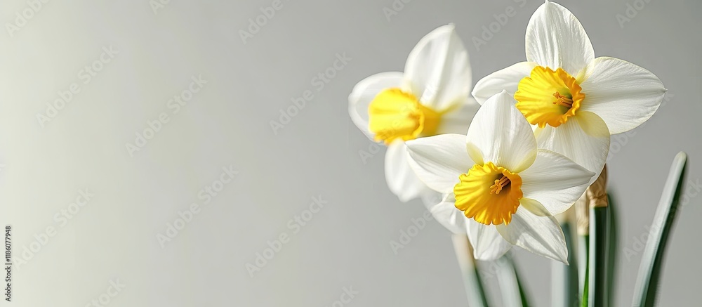 Aufkleber narcissus a yellow white garden flower of spring. with copy space image. place for adding text or de