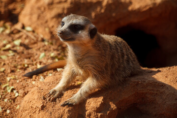 Sitting suricate (meerkat) in the sandy stones of Lion and Safari Park, Gauteng, South Africa