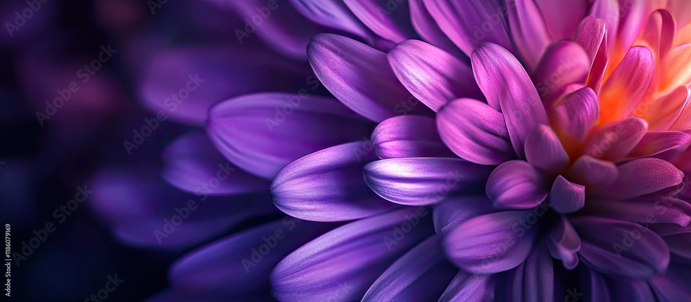 Poster aster flower close up macro shot. with copy space image. place for adding text or design