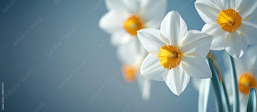 Poster white daffodils close up. with copy space image. place for adding text or design