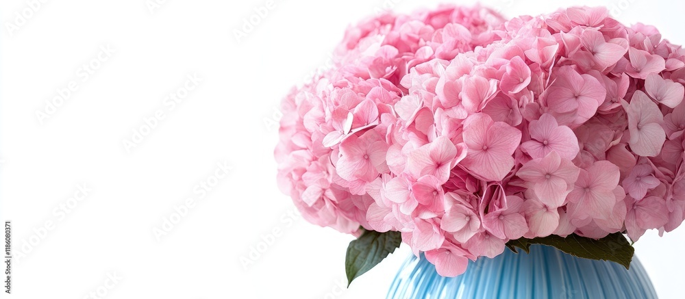 Poster A close up of a bouquet of pink hydrangeas in a blue vase set against a white background. with copy space image. Place for adding text or design
