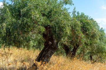 View of the sea, mountains, rocks, beaches, islands and the sky from different sides of the Skopelos island Greece.