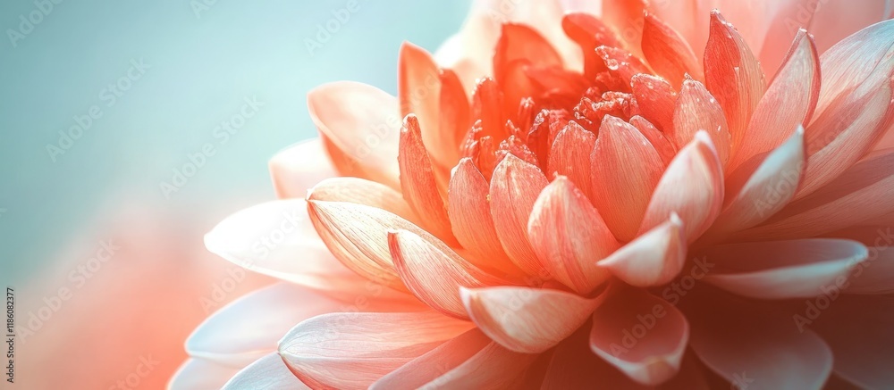 Poster close up of a flower for the backdrop. with copy space image. place for adding text or design