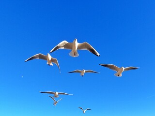 Obraz premium Gaviotas Barcelona Catalunia España Vuelo