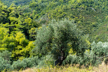 View of the sea, mountains, rocks, beaches, islands and the sky from different sides of the Skopelos island Greece.