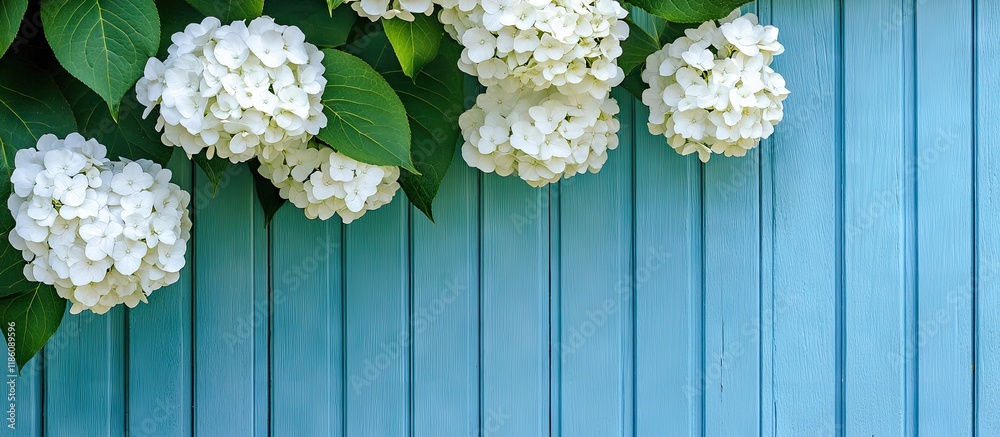 Poster white hydrangea blossoms set against a blue wooden fence or wall. with copy space image. place for a