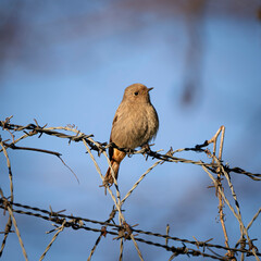 Adult female black redstart (Phoenicurus ochruros) perched on barbed wire.