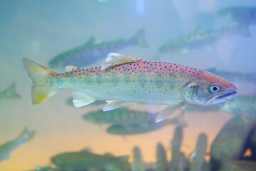 민물고기 산천어