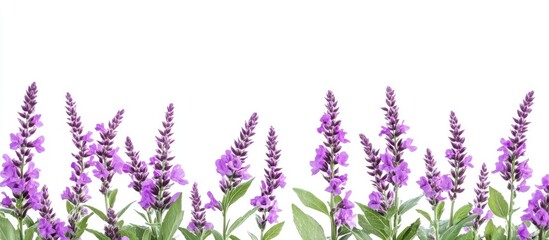Naklejka premium Purple lythrum flowers with leaves against a white background. with copy space image. Place for adding text or design