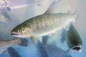 민물고기 산천어