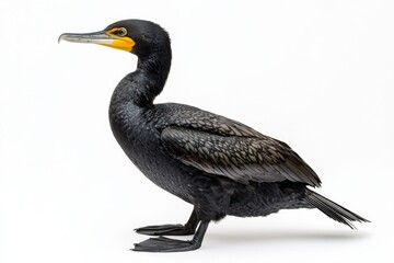 Obraz premium A sleek black cormorant with a distinctive yellow throat, standing gracefully on a white background, showcasing its unique features and posture.