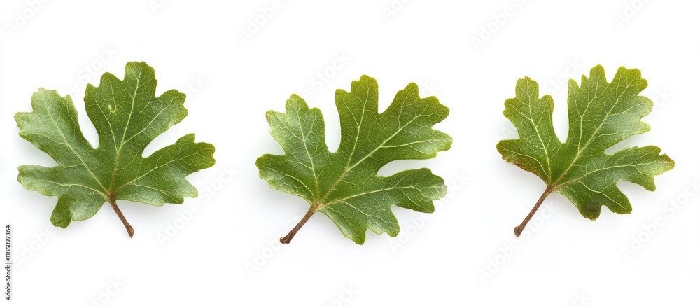 Fototapete Oak leaves set against a white background Quercus robur. with copy space image. Place for adding text or design