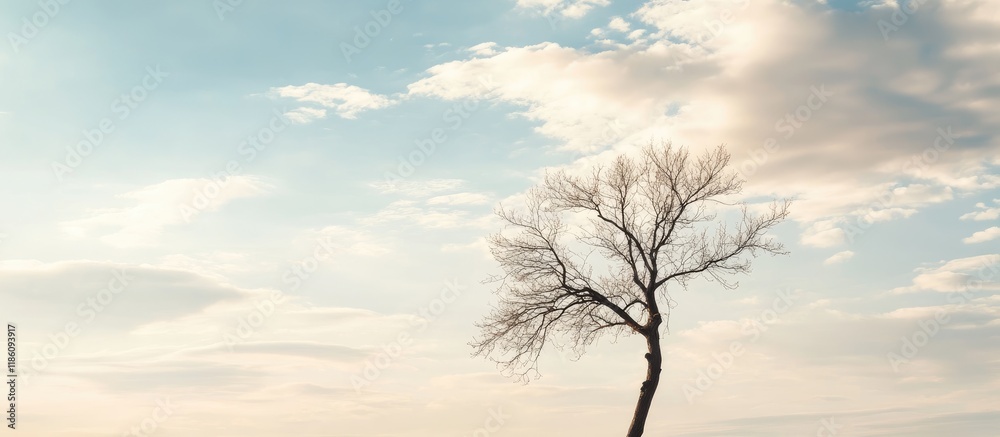Poster The outline of a leafless tree against a light sky with clouds. with copy space image. Place for adding text or design