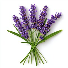 Obraz premium A photostock of fresh lavender flowers arranged in neat bundles, isolated on a clean white background, fragrant and delicate, High Quality