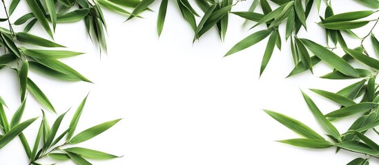 Naklejka premium Close up top view of bamboo leaves isolated against a white background A green leaf pattern texture with a clipping path and copyspace