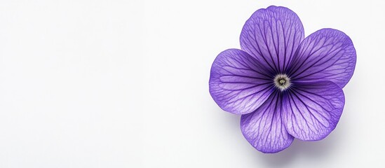 Obraz premium Purple flower on a white background Spring floral backdrop Flat lay greeting card. with copy space image. Place for adding text or design