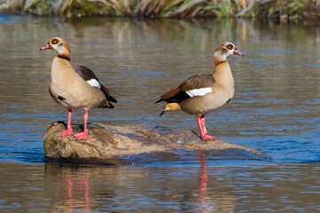 Nilgänse in der Oberlausitz auf der Spree im Winter	
