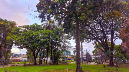 Obraz premium Flores e plantas