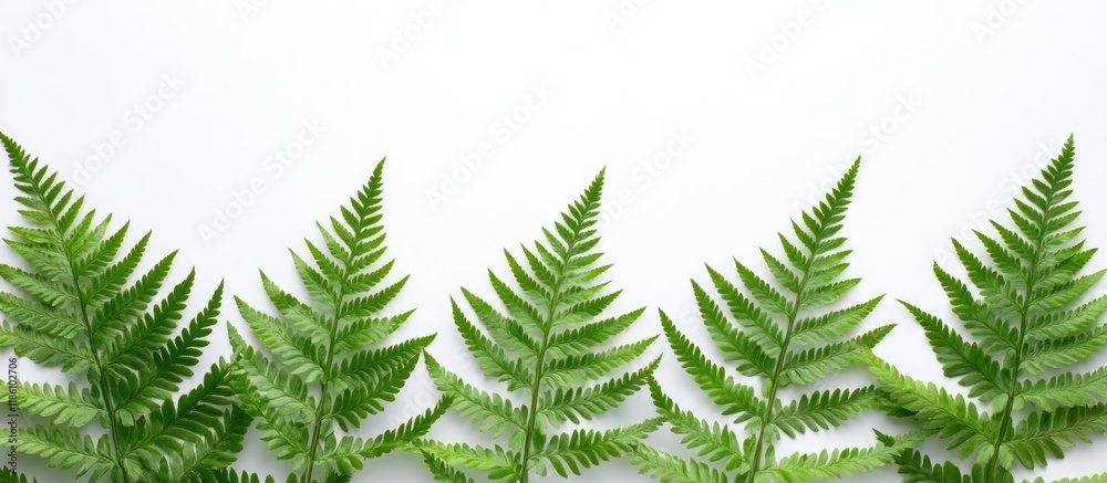 Canvas Prints tropical summer fern branch set against a white background flat lay with copyspace