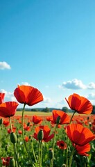 Obraz premium a bed of red poppies against a clear blue sky, red poppies, , landscape