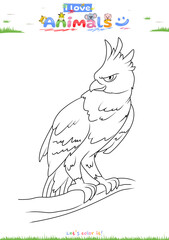 Lets color it Javanese Eagle cartoon