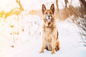 Purebred Adult Alsatian Wolf Dog Covered In Snow. Dog At Snow Winter Forest. Playful Pet Outdoors. Soft Sun Light Above German Shepherd Dog. Pet Friendship Concept. Dog Look At Camera