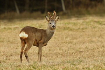 A beautiful roebuck stands on the meadow. Wildlife scene with a roe deer. Capreolus capreolus. 